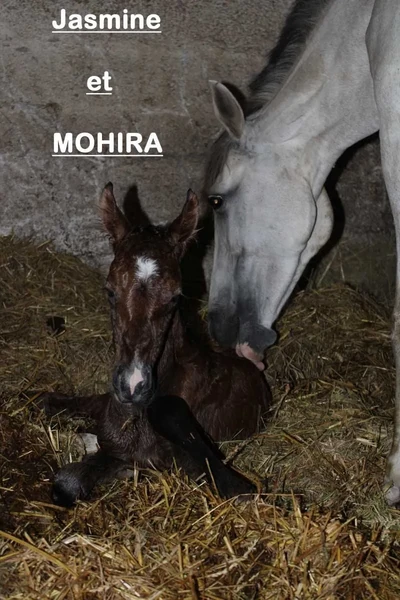 Jasmine et Mohira