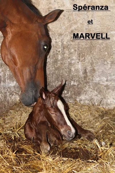 Speranza et Marvell